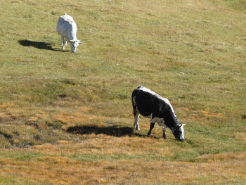 White horse in a field