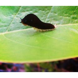 Close-up of insect on leaf