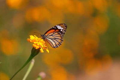 Close-up of butterfly pollinating on flower