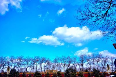 Bare trees against blue sky