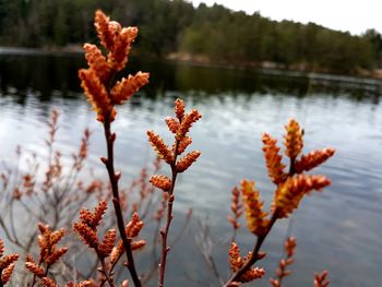 Close-up of plant against lake during autumn