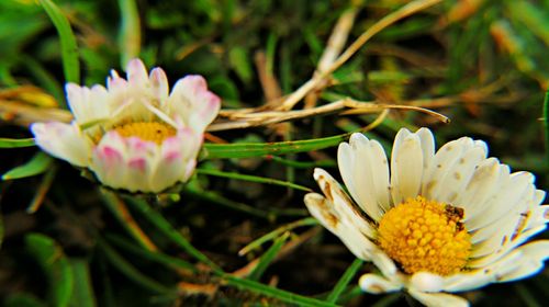 Close-up of white flowers