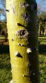 Close-up of lizard on tree trunk