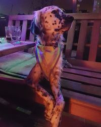 Close-up of dog on table