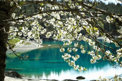 Cherry blossom tree by lake