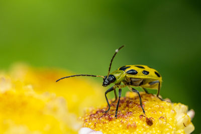 Close-up of insect pollinating on yellow flower