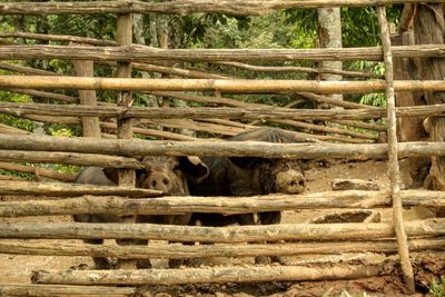 Close-up of wooden logs in forest