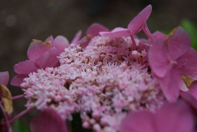 Close-up of pink cherry blossoms