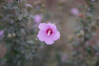 Close-up of pink flower blooming outdoors