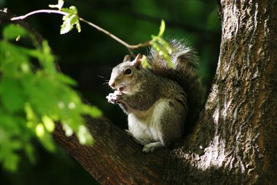 Squirrel on tree