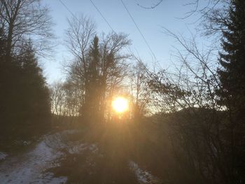 Sun shining through trees in forest during sunset