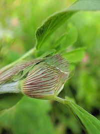 Close-up of plant