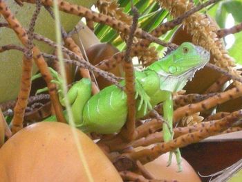 Close up of green plant