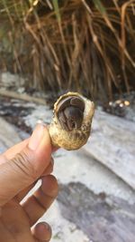 Close-up of hand holding leaf
