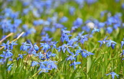 Close-up of purple flowering plants on field