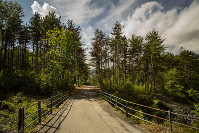 Trees in summer