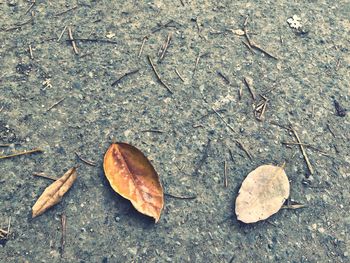 High angle view of leaves on ground