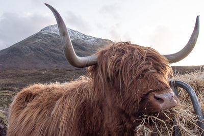 Close-up of a yak against the sky