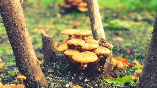 Close-up of mushrooms growing on tree trunk