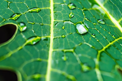 Close-up of raindrops on leaves