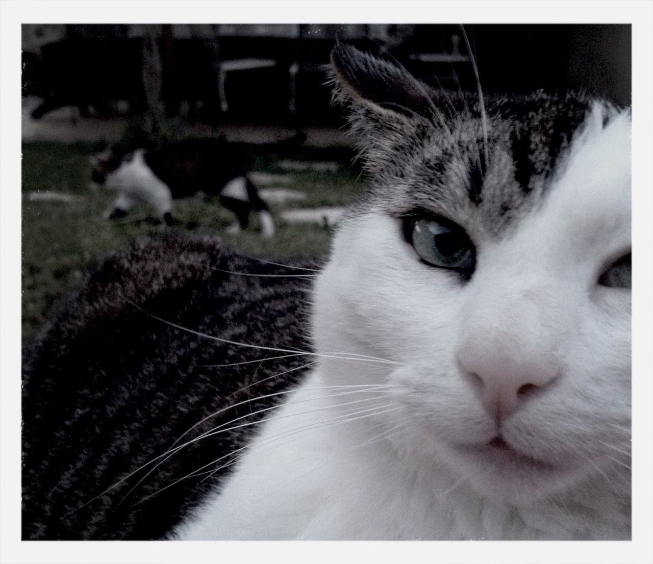 domestic cat, cat, pets, animal themes, domestic animals, one animal, feline, mammal, whisker, transfer print, portrait, looking at camera, close-up, animal head, auto post production filter, alertness, staring, focus on foreground, animal eye, front view