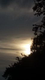 Silhouette of tree at sunset