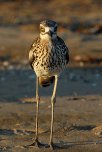 Bush stone-curlew, burhinus grallarius, at west point, magnetic island, queensland, australia