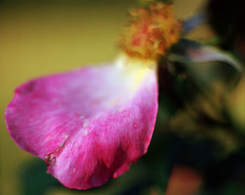 Close-up of pink rose flower