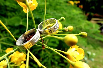 Close-up of flowers against blurred background