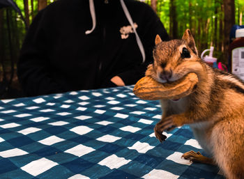 Chipmunk eating on a picnic table