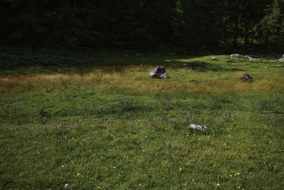 View of sheep on grassy field