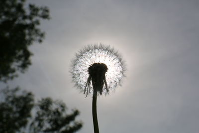 Close-up of dandelion against sky