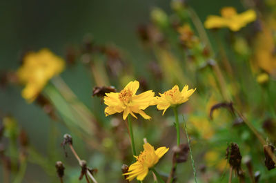 Close-up of yellow flowers blooming outdoors