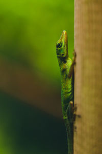 Close-up of lizard