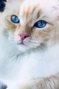 Close-up portrait of kitten