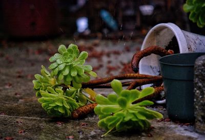 Close-up of plant in water