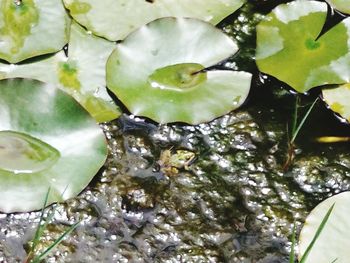 Close-up of water lily