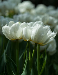 Close-up of white flowering plant