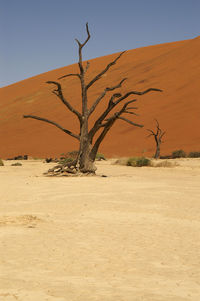 Bare tree in desert against clear sky