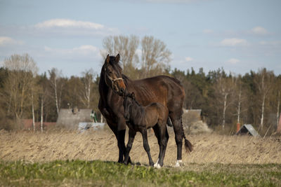 Horse standing in a field