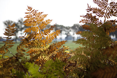Close-up of fresh plants against clear sky