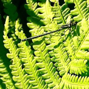 Full frame shot of green leaves