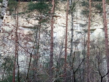 Low angle view of bare trees in forest