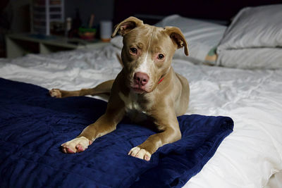 Portrait of dog relaxing on bed at home