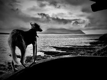 Dog standing on ww2 bunker in cliffs at orkney 