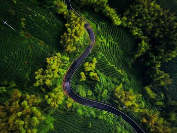 High angle view of road amidst trees at forest