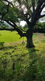 Trees on field