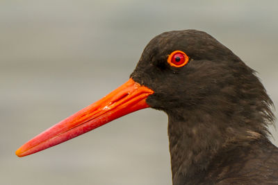 Close-up of a bird