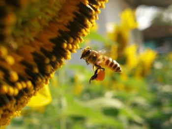 Close-up of bee flying