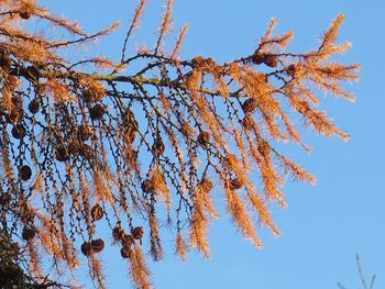 Low angle view of tree against clear sky